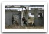 Bulgaria_Bulgarian_army_soldier_Panther_2008_007.jpg