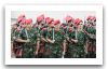 Bulgaria_Bulgarian_army_soldier_004.jpg