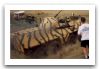 OT-64_wheeled_armoured_vehicle_personnel_carrier_Czech_Army_Republic_006.jpg