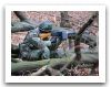 Slovak_army_Slovakia_soldiers_military_combat_field_uniforms_017.jpg
