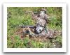 Slovak_army_Slovakia_soldiers_military_combat_field_uniforms_014.jpg