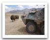 Pandur_1_I_Steyr_wheeled_armoured_vehicle_personnel_carrier_Austria_Austrian_Army_021.jpg
