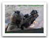 FN_FCU_Fire_Control_Unit_sight_40mm_grenade_launcher_FN_Herstal_Belgian_Defence_Industry_006.jpg