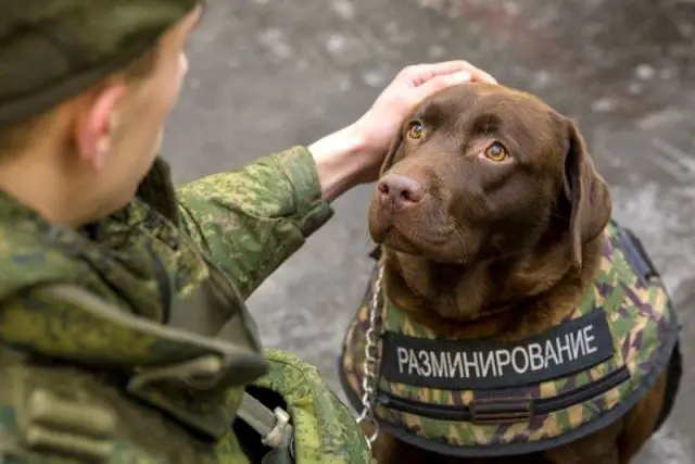 More than 400 military dog handlers with theirs war dogs will join the ranks of the Armed Forces of Russia. This was reported to journalists at the Ministry of Defense of Russia.