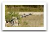 Javelin_anti-tank_guided_missile_system_United_states_US_Army_002.jpg