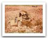 Jamma_Force_protection_joint_all-terrain_modular_mobility_asset_light_wheeled_vehicle_United_States_American_017.jpg