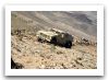 m-atv_oshksoh_mrap_all_terrain_wheeled_armoured_vehicle_personnel_carrier_United_states_005.jpg