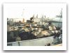 Engensa_EE-9_Cascavel_Brazil_01.jpg