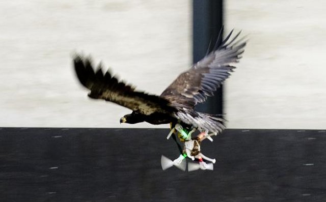 Dutch Police is training birds of prey to catch flying drones 640 001