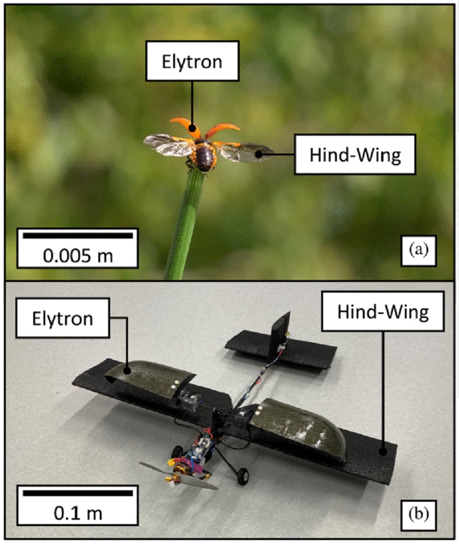 Self righting for fixed wing drone inspired by the elytras of ladybug 01